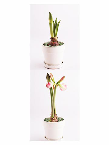 Cultivo y cuidado de amaryllis