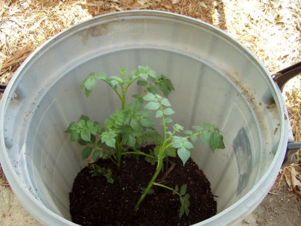 Cultiva patatas en contenedor 4