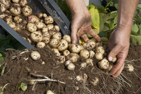 Cultiva patatas en contenedor 5