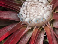 imagen Fascicularia bicolor, un endemismo chileno