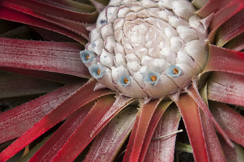 Fascicularia bicolor 1