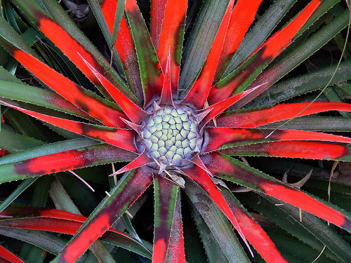 Fascicularia bicolor 2