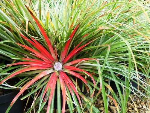 Fascicularia bicolor 3