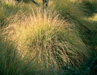 imagen Nueve inusuales hierbas ornamentales