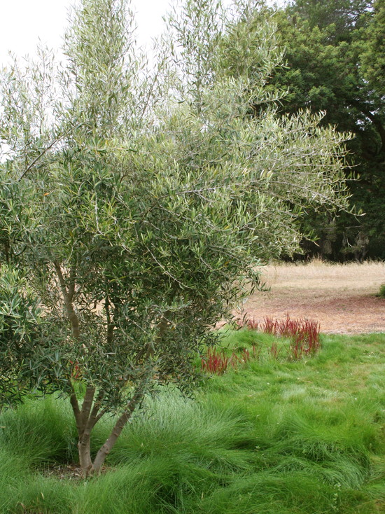 Un jardín mediterráneo en California 8