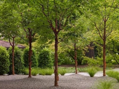 Un jardín para guardar la privacidad