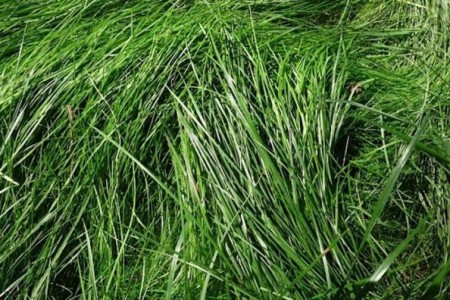 Un jardín para guardar la privacidad