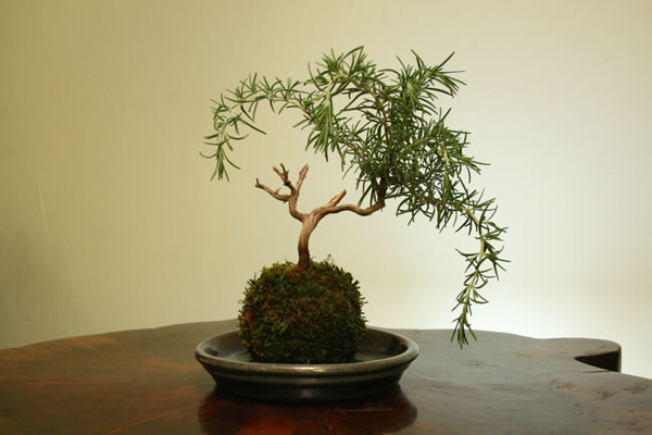 Kokedama 1