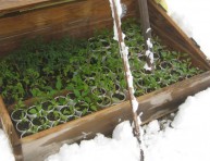 imagen Cómo proteger sus plantas del frío