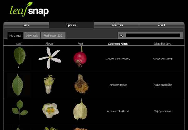 Nueva herramienta para identificar plantas3
