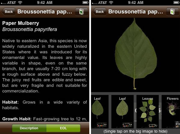 Nueva herramienta para identificar plantas4