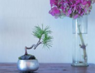 imagen Cómo montar un keshiki bonsai