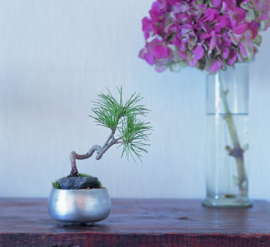 Cómo montar un keshiki bonsai1