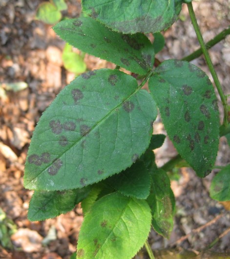 Mancha negra del rosal 2