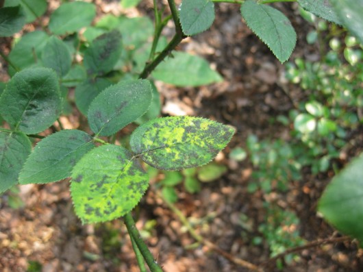 Mancha negra del rosal 3