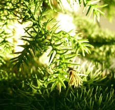 árbol de vavidad para todo el año 3