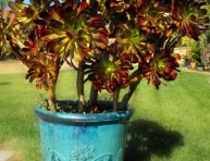 imagen Aeonium arboreum, una suculenta arbustiva