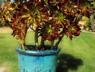 imagen Aeonium arboreum, una suculenta arbustiva