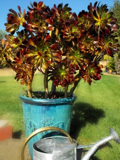 La Aeonium arboreum 1