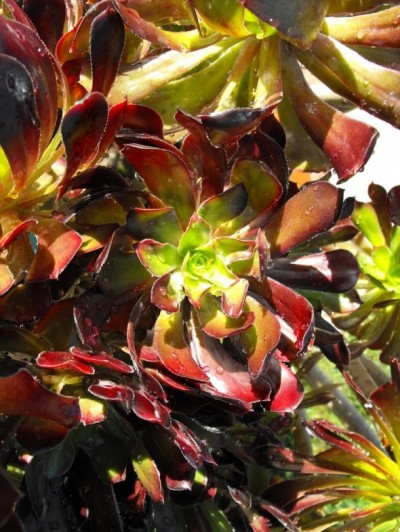 La Aeonium arboreum 2