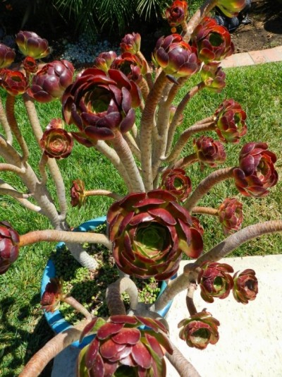 La Aeonium arboreum 4