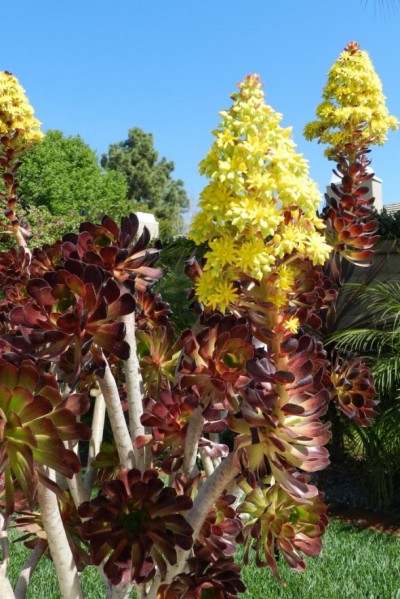 La Aeonium arboreum 7