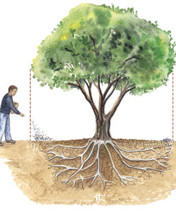 Details 48 cómo abonar árboles frutales