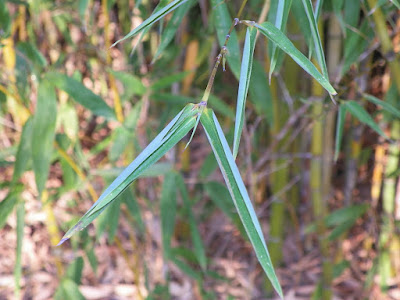 cultivar bambú 4