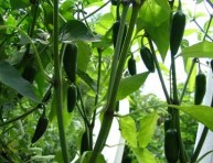 imagen Cultvar chiles jalapeños en casa