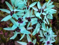 imagen Cultivo de la ixia viridiflora