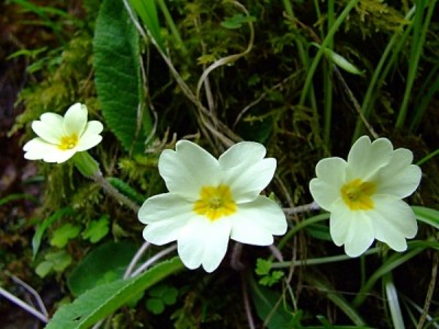 Cultivar la primula vulgaris o primavera 1