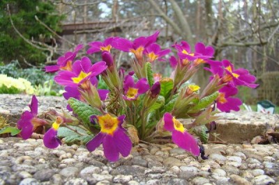 Cultivar la primula vulgaris o primavera 2