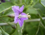 imagen El cultivo del goji