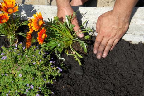 La humedad en el jardin