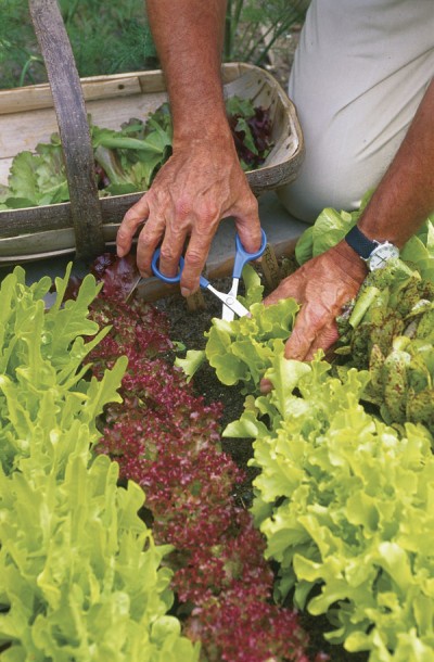 Lechuga para tus ensaladas diarias2