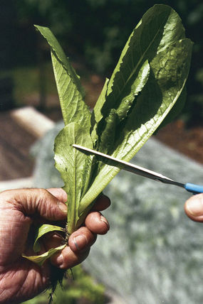 Lechuga para tus ensaladas diarias3