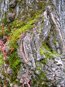 Musgos y líquenes en los árboles