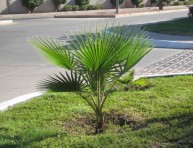 imagen Trasplantar palmeras