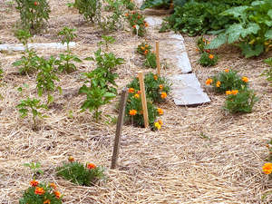 Caminos y senderos en el jardín3