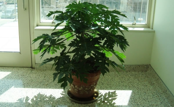 Cultivo de la papaya