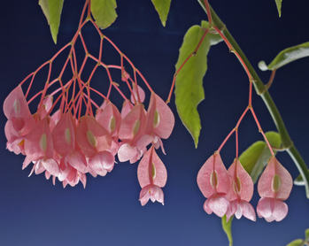 Cultivo y cuidados de la begonia maculata