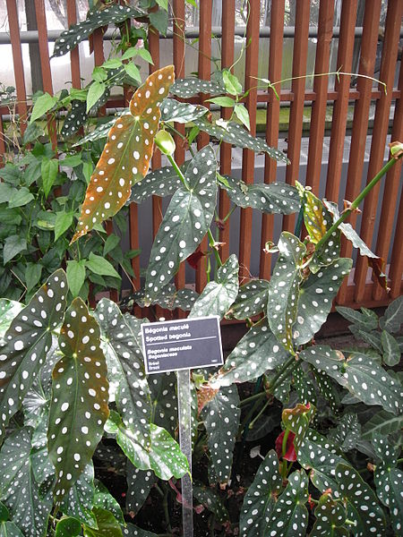 begonia maculata 02