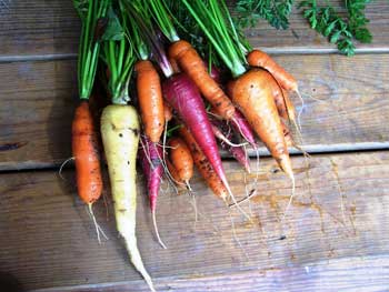 el color de las zanahorias