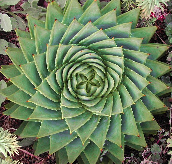 El aloe espiral2