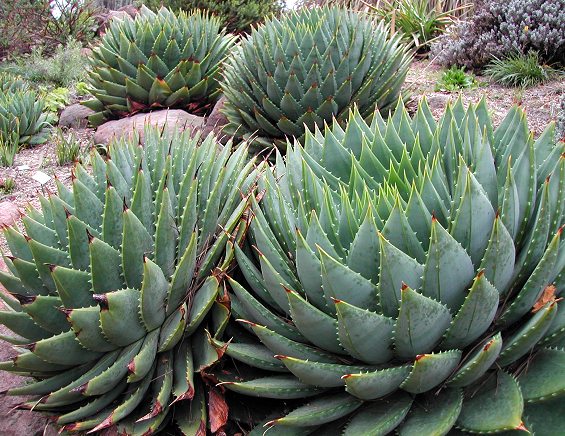 El aloe espiral3