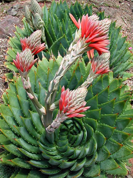 El aloe espiral4