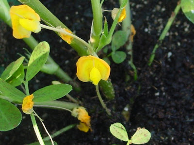 Cultivar maní2