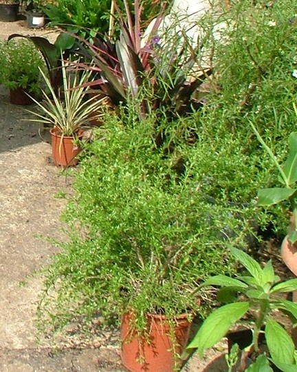 Flor del inca 1