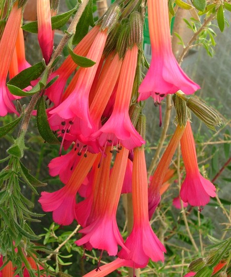 Flor del inca 6