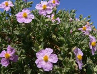 imagen La jara, un arbusto de bellas flores